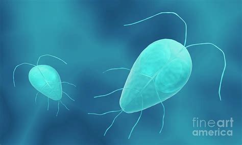 Giardia Lamblia Photograph By Artur Plawgo Science Photo Library Fine Art America