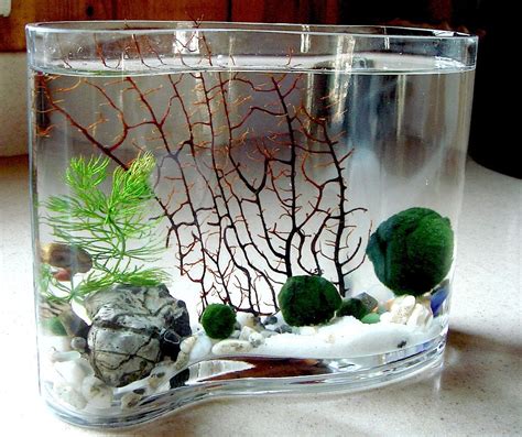 Zen Big Wave Marimo Ball Unique Mini Aquarium Terrarium