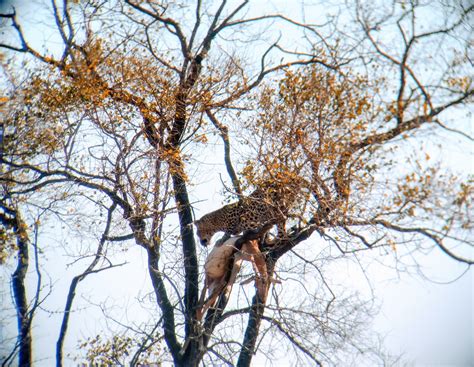 Leopard eating a buck [OC] : AnimalPorn