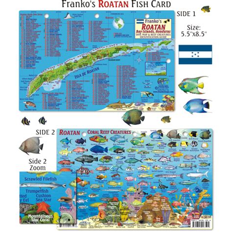 Franko Maps Roatan Honduras Reef Dive Creature Guide X Inch