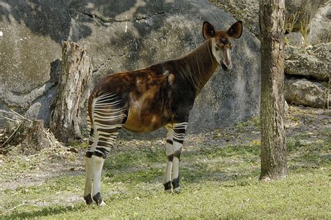 Okapi (Okapia johnstoni) | ucumari photography | Flickr