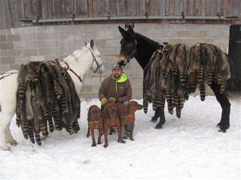 Pin By Steve Edington On Horses Redbone Coonhound Hunting Hunting Art