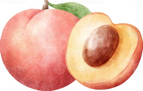 Watercolor Nectarine Illustration 27380022 Png