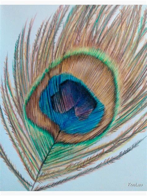 Peacock Feather Pencil Drawing Ubicaciondepersonas Cdmx Gob Mx