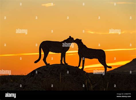 Cheetah Acinonyx Jubatus Captive Kissing On Rock In Sunset Private