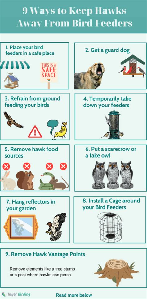 How To Keep Hawks Away From Bird Feeders 9 Ways