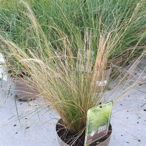 Stipa Tenuifolia Green ID