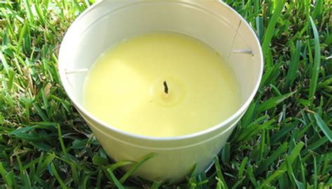 The Care of a Citronella Plant | Garden Guides