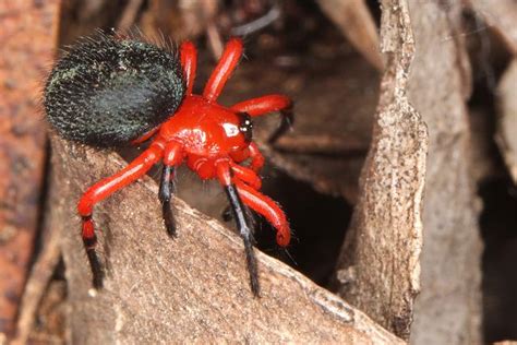 Red and Black Spider - Ambicodamus sp.