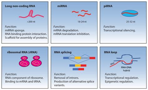 Life Free Full Text Non Coding Rnas And Splicing Activity In Testicular Germ Cell Tumors