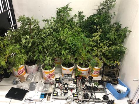 25 mudas de maconha e 7 kg de haxixe são apreendidos em casa estufa