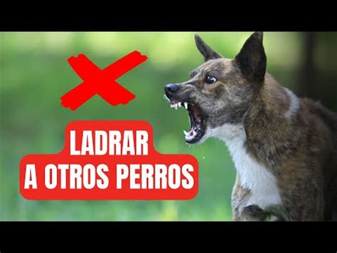 Descubre Los Mejores Consejos Para Evitar Que Tu Perro Ladre A Otros