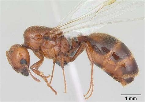 Geminata Group Fire Ants Hymenoptera Ants Bees And Wasps Of The British Indian Ocean