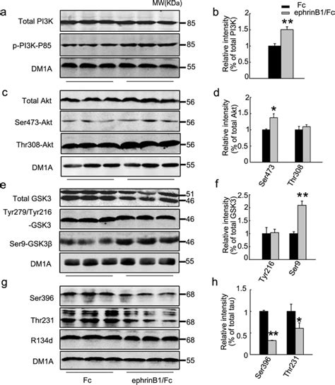 Stimulation Of Ephb Induces Tau Dephosphorylation With Activation Of