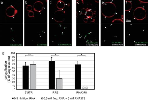 Figures And Data In Reconstitution Of Selective Hiv 1 Rna Packaging In