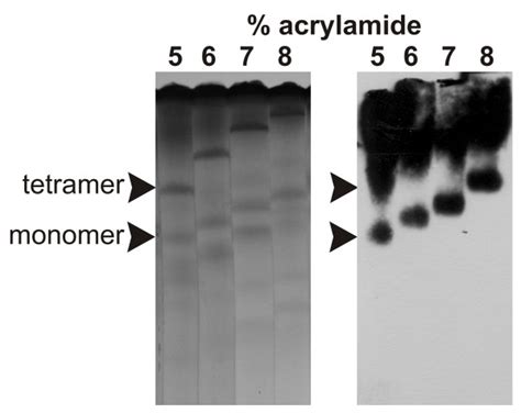 Non Denaturing Electrophoresis Of Rpfm18aap Non Denaturing Download Scientific Diagram