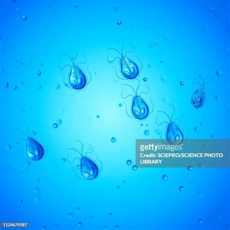 Giardia Lamblia Photos And Premium High Res Pictures Getty Images