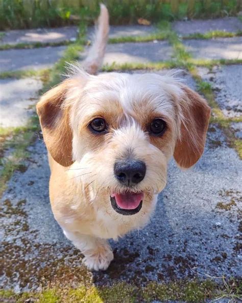 Dachshund Mixes 46 Adorable Doxie Crossbreeds Youll Love