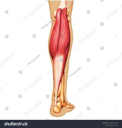 3 084 비복근 이미지 스톡 사진 및 벡터 Shutterstock