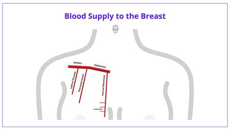 Breast Anatomy Landmarks Arteries Nerves Illustrations