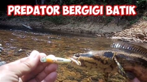 Casting Ikan Hampala Dapat Ikan Predator Bergigi Tajam Youtube