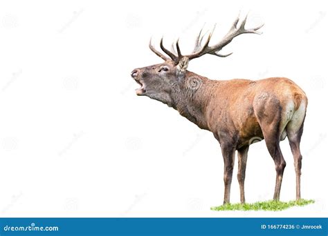 Red Deer, Cervus Elaphus, Stag with Antlers Roaring Isolated on White ...