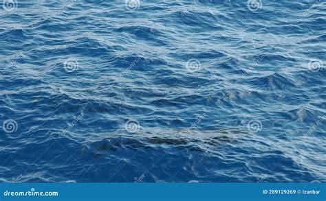 Pilot Whales Mother And Calf In Mediterranean Ligurian Sea Ultra Rare