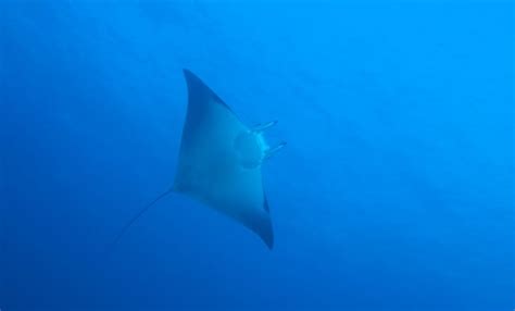 Malapascua Resort Sharks Rays Evolution Evolution Diving Resort