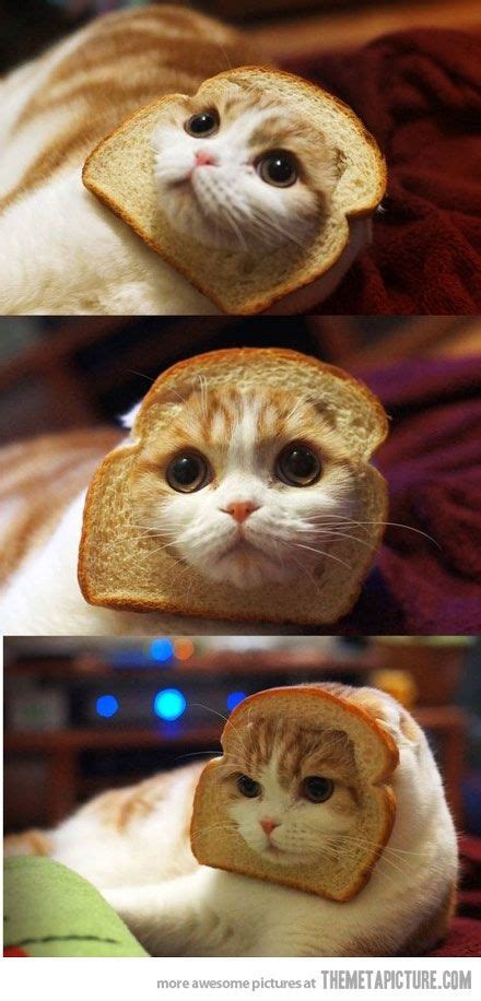 Funny Cat Toast Face Crazy Cats Kittens Cutest Cats