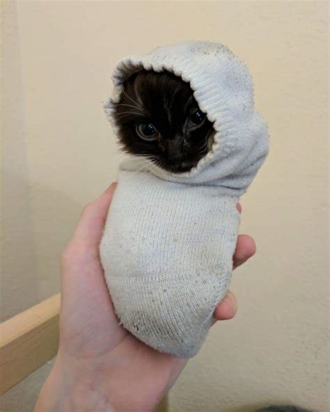 Kitten In A Sock 😻 Raww