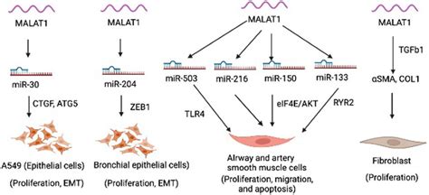 Frontiers Emerging Role Of Long Non Coding Rna Malat1 Related