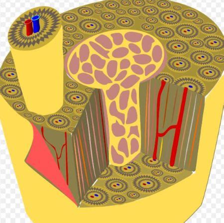 Locate: a. Lamellae b. Circumferential lamellae c. Periosteum d ...