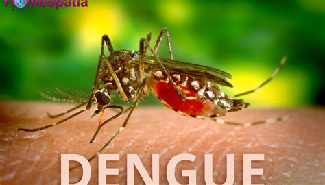 SAIBA QUE NA MESMA PICADA O MOSQUITO AEDES AEGYPTI PODE TRANSMITIR