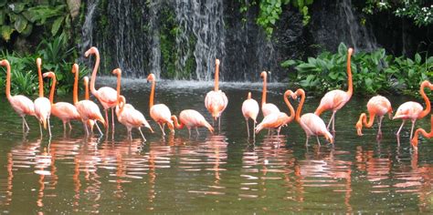 Parque De Aves De Jurong Audiogu As Lo Mejor De Cancelaci N