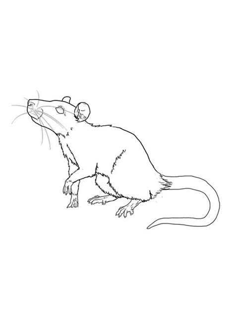 Desenhos De Rato Branco Para Colorir E Imprimir 52 OFF