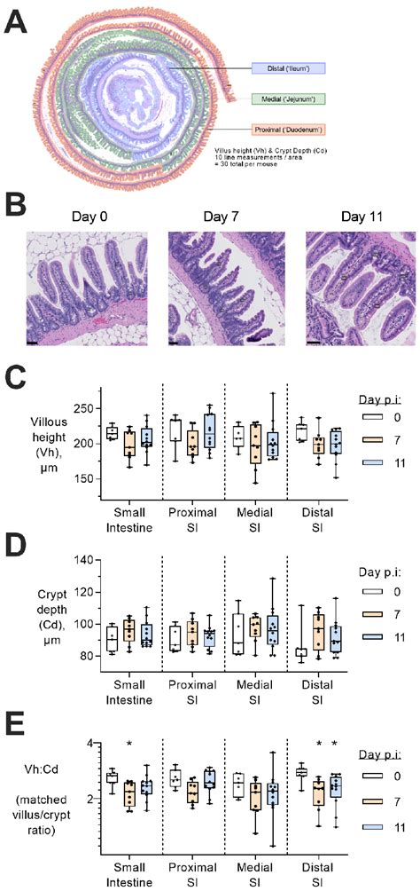 Morphological Changes In The Small Intestine During P Chabaudi