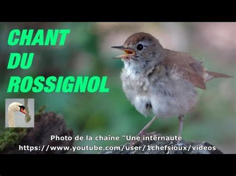 Chant Du Rossignol Philomele Youtube