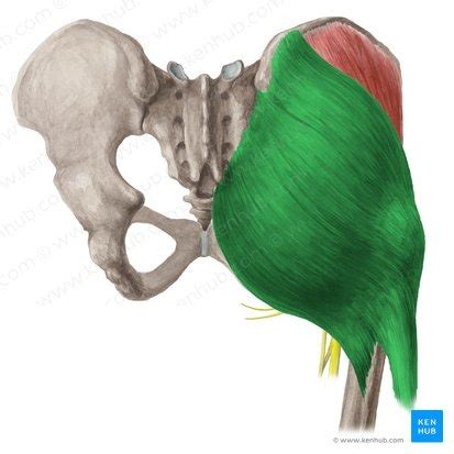 Lab Regi N Glutea Region Posterior Del Muslo Y Pierna Y Musculos