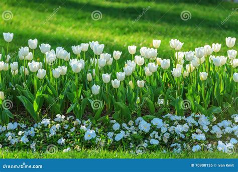 郁金香 库存图片 图片 包括有 郁金香 绿色 春天 农场 词根 花瓣 空间 特写镜头 空白 70900135