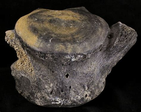 Fossil Giant Sloth (Megalonyx) Tail Vertebra - Florida (#18676) For ...