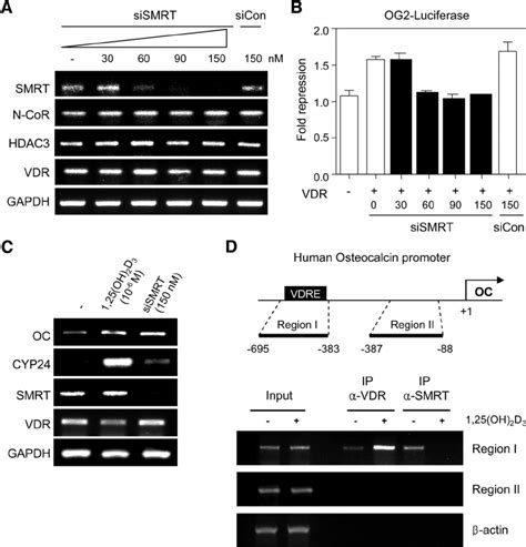 Involvement Of Smrt In The Transcriptional Repression Of Vdr Target