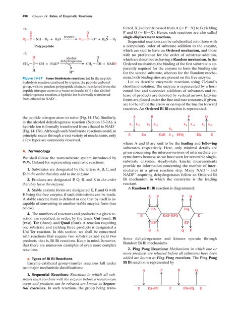 Chapter Enzymes Clinical Enzyme The Peptide Nitrogen Atom To Water