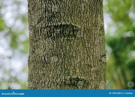 Closeup of Jacaranda Tree Trunk Stock Image - Image of green, closeup ...