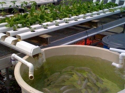 Widening The Net: World's Largest Sustainable Indoor Fishery Eyes Aquaponics - Indoor Ag-Con