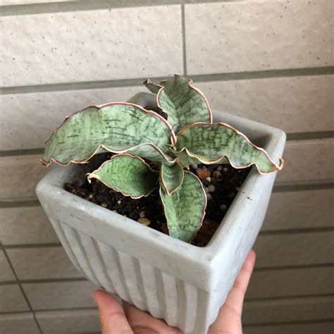 sansevieria ig