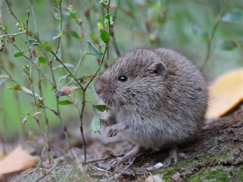 How to Keep Voles out of Your Yard