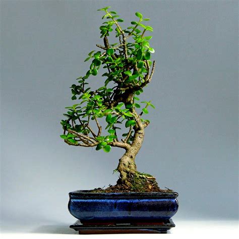 Бонсай: Бонсай Крассула 'Сказочное Богатство'