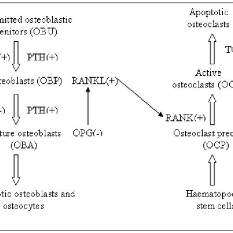 Illustration Of The Bone Cell Model With Rank Rankl Opg Signalling Download Scientific Diagram