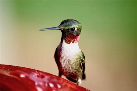 3 Hummingbirds In New York Common Rare Golden Spike Company