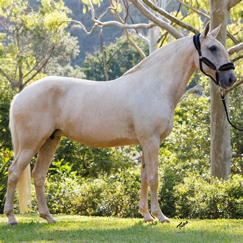 Égua Matriz Puro Sangue Lusitano Ophelia do Aretê Haras Vale do Aretê